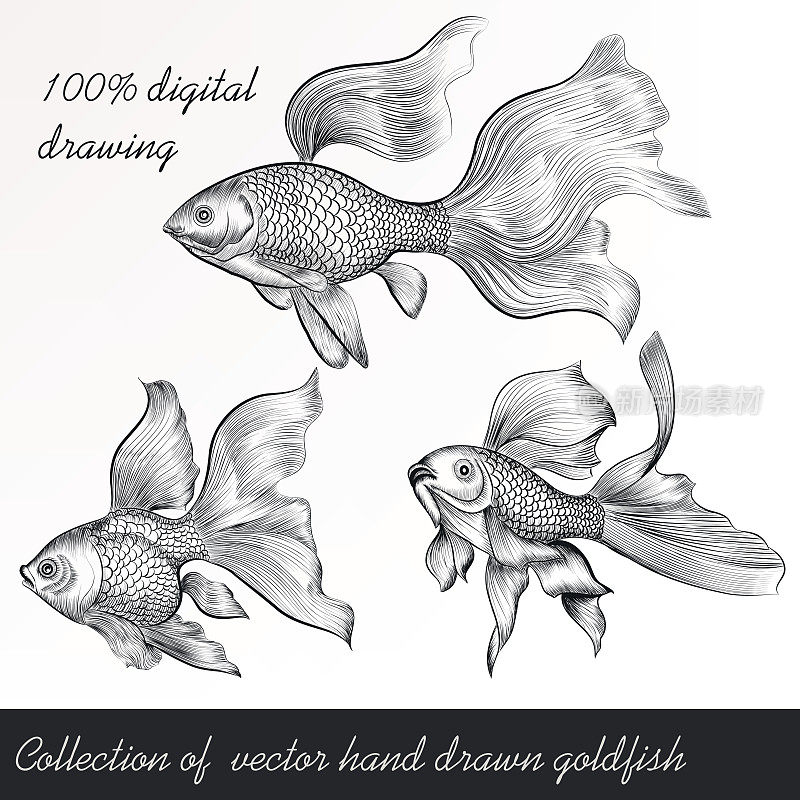 Vector set of filigree drawn goldfish in vintage style